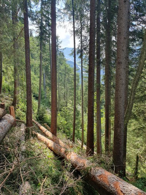 Bild Schutzwaldpflege